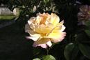Berkshire springtime rose